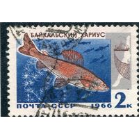 СССР 1966.. Рыбы Байкала. Хариус