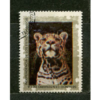 Фауна. Леопард. Экваториальная Гвинея. 1976