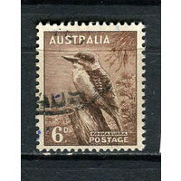 Австралия - 1956 - Птица 6Р - [Mi.264] - 1 марка. Гашеная.  (Лот 17DP)