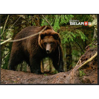 Почтовая карточка "Медведь"