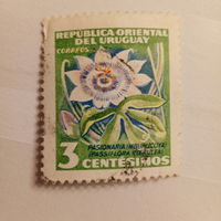 Уругвай. Лекарственные растения