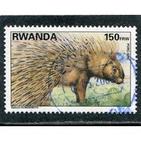 Руанда. Дикобраз