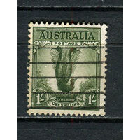 Австралия - 1956 - Птица 1Sh - [Mi.271] - 1 марка. Гашеная.  (Лот 18DP)