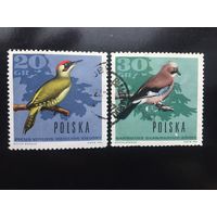 Польша 1966. Лесные птицы