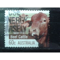 Австралия 2012 Коровы