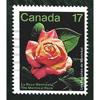 Канада: роза