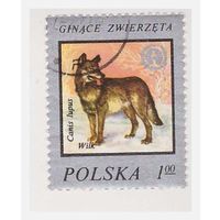 Польша Волк