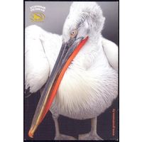 Гродно зоопарк птицы пеликан