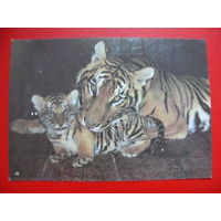 Авалов А.(фото), Семья бенгальских тигров, 1989, чистая.