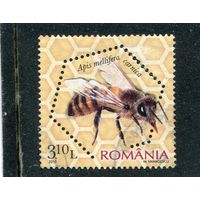Румыния. Фауна. Пчелы