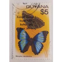 Гайана, бабочка