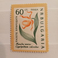 Болгария. Флора. Cypripedium calceolus