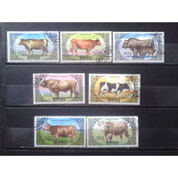 Монголия 1985 Крупный рогатый скот Полная серия