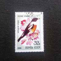 Марка СССР 1981 год Певчие птицы