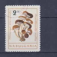 [2253] Болгария 1961. Грибы. Гашеная концовка серии.