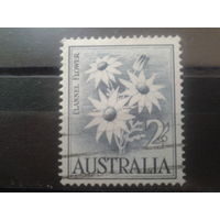 Австралия 1959 Цветы