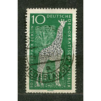 Фауна. Жираф. ГДР. 1965