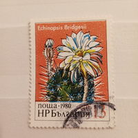 Болгария 1980. Флора. Echinopsis Bridgesii