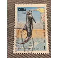 Куба 1984. Дельфины. Grampus griseus. Марка из серии