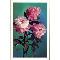 Цветы 1979 год Г.Костенко чистая