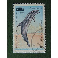 Куба 1984г. Фауна.