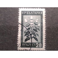 Болгария 1953 цветы