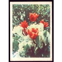 1965 год А.Ананьина Белая сирень и тюльпаны