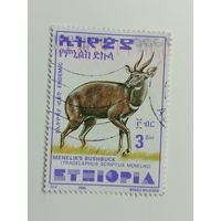 Эфиопия 2000. Бушбак Менелика