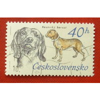 Чехословакия. Собаки. ( 1 марка ) 1973 года. 8-12.
