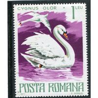 Румыния. Фауна. Лебедь шипун