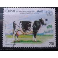 Куба 1995 Корова, одиночка