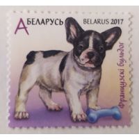 Беларусь 2017, щенок