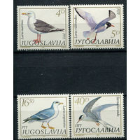 Югославия - 1984г. - Фауна: чайки - полная серия, MNH [Mi 2055-2058] - 4 марки