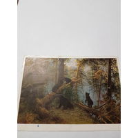 Открытка-почтовая карточка ,,Утро в сосновом лесу'' 1946 г.