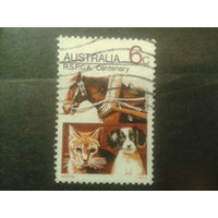 Австралия 1971 Домашние животные