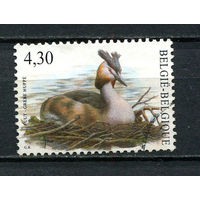 Бельгия - 2006 - Птица - [Mi. 3586] - полная серия - 1 марка. Гашеная.  (Лот 10EB)-T7P3