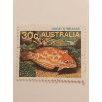 Австралия. Фауна. Рыбы. Choast Wrasse