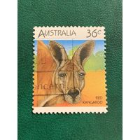 Австралия. Красный кенгуру