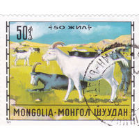 Монгольская Народная Республика: Козел