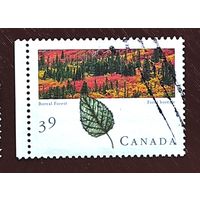 Канада: лесопосадки