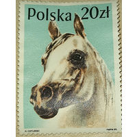 Польша 1989, лошадь