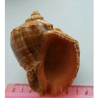 Морские раковины ракушка моллюск Рапан из Чёрного моря две по цене одной крымский морской пляжный сувенир