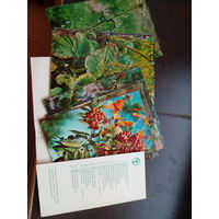 Комплект открыток "Зеленая аптека, выпуск 2", 1983, 22 шт.