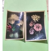 Две почтовые фотооткрытки "Цветы" 1954, 1959. Подписаны