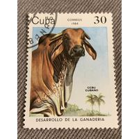 Куба 1984. Домашний скот. Cebu Cubano. Марка из серии