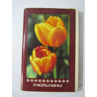 Набор из 30 открыток "Тюльпаны"
