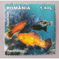 Румыния 2012, рыбы