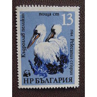 Болгария 1984 г. Птицы.