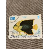Куба 1985. Рыбы. Holacanthus tricolor. Марка из серии
