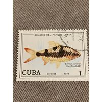 Куба 1978. Рыбы. Barbus Arulios. Марка из серии